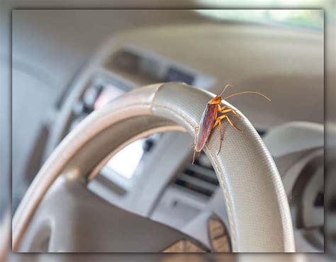 Roach Fogger for Car: Your Route to a Roach-Free Ride | PestWeek