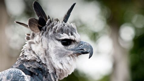 Harpy Eagle | San Diego Zoo Animals & Plants Badass Pictures, Eagle Pictures, Bald Eagle Size ...