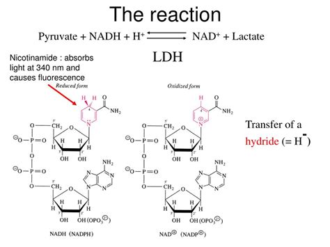 PPT - Lactate dehydrogenase PowerPoint Presentation, free download - ID:4397274