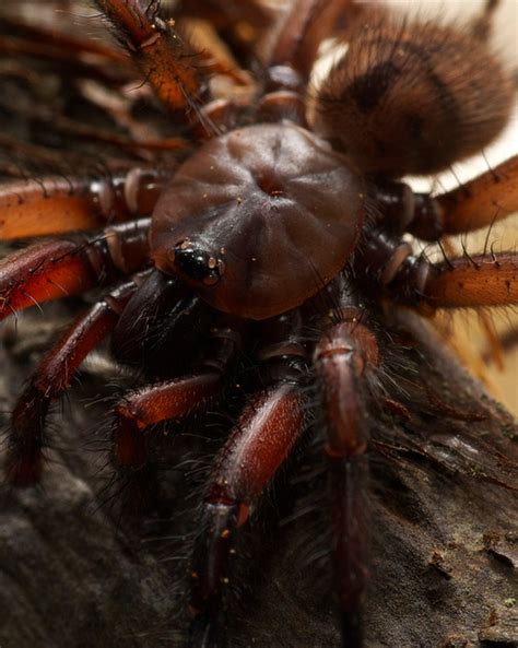 NZ Nature Photos | Mygalomorphs