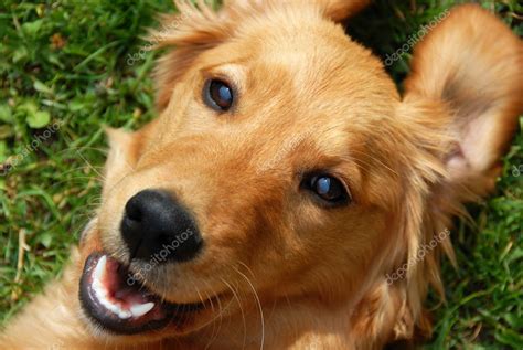 Golden retriever smiling — Stock Photo © simply #2961676