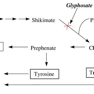 Glufosinate Mode-of-Action | Download Scientific Diagram