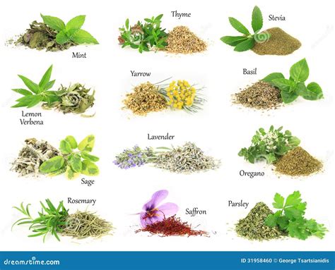 Herbs Royalty-Free Stock Photo | CartoonDealer.com #3088275