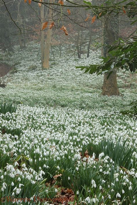 Woodland with Snowdrops photo WP18435