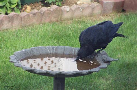 Crow Drinking Water Photograph by Suhas Tavkar