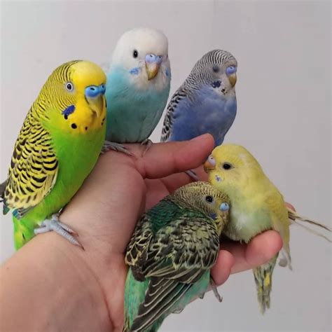 All About The Parakeets Pet Rescue Blog