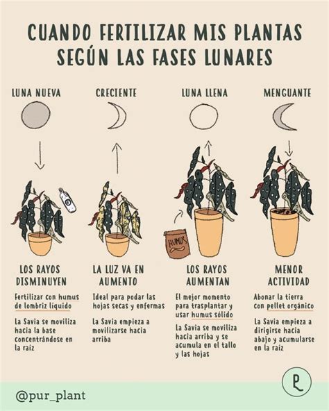 Cuándo abonar mis plantas según la luna - Pur Plant