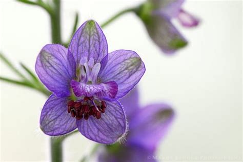 July Birth Flower Larkspur - JAdore Les Fleurs Boutique