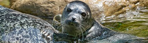 Seal (Leopard) - Leopard Seals and humans | Young People's Trust For ...