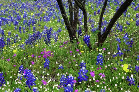 Texas Hill Country Wildflowers, Texas Photograph by Gayle Harper