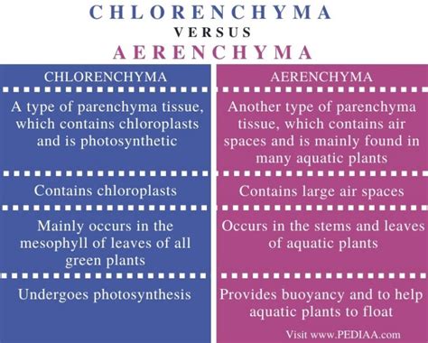 What is the Difference Between Chlorenchyma and Aerenchyma - Pediaa.Com