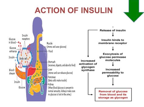 Hormonal regulation of Blood glucose (diabetes mellitus)