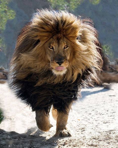 Barbary Lion Nature Animals, Animals And Pets, Cute Animals, Wild ...