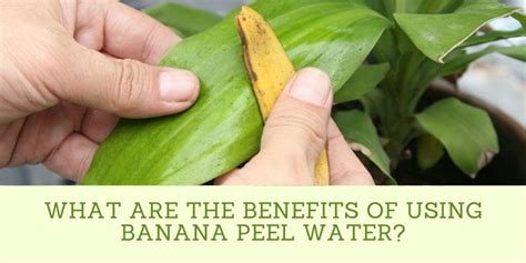 Banana Peel Water For Plants [2022]