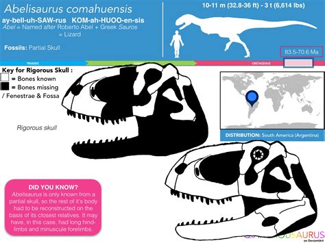 Abelisaurus comahuensis skull skeletal by Qianzhousaurus on DeviantArt