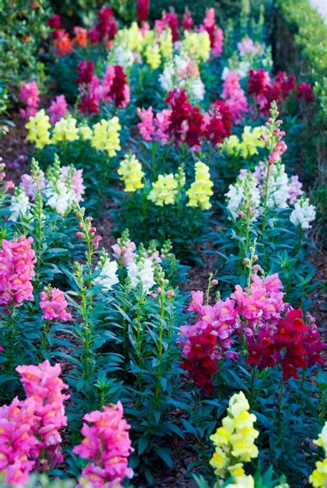 Types of snapdragon what are some snapdragon plant varieties – Artofit