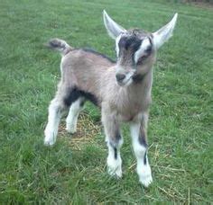 51 Alpine Goats ideas | alpine goats, goats, dairy goats