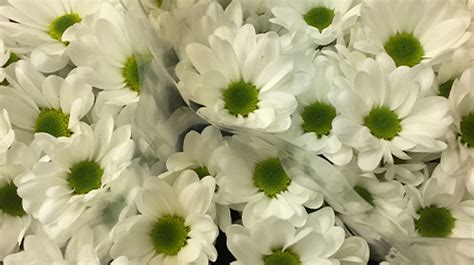 white_daisy_bouquet | Minter Country Garden