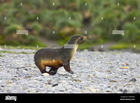 Kerguelen fur seal, Kerguelen fur seal, Antarctic fur seal, Antarctic ...