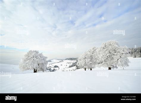 View from Schauinsland Mountain into the snow-covered Muenster Valley, Breisgau-Hochschwarzwald ...