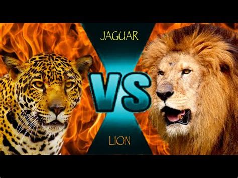 Pantanal Jaguar VS African Lion - YouTube