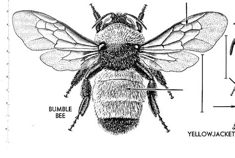 How To Draw Bee Wings - Draw easy