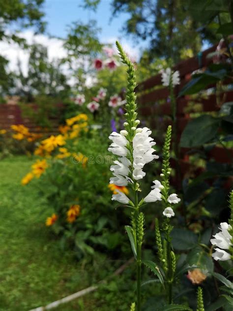 Obedience flower stock image. Image of beautiful, physostegia - 192883027