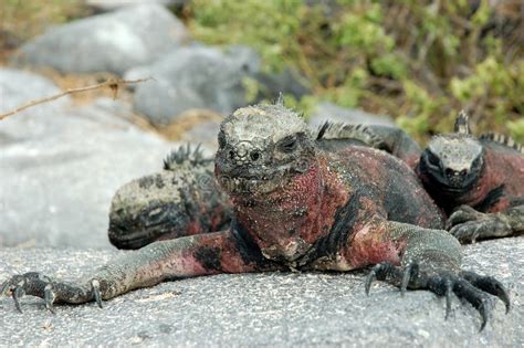 Marine Iguana. Galapagos. stock photo. Image of america - 12062026