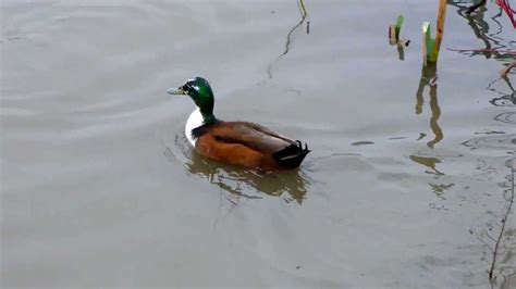 Mallard Ducks (UK Lake Birds) - YouTube