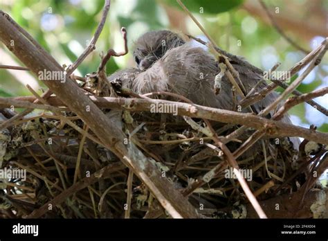 Nesting Eurasian Collared-doves Stock Photo - Alamy