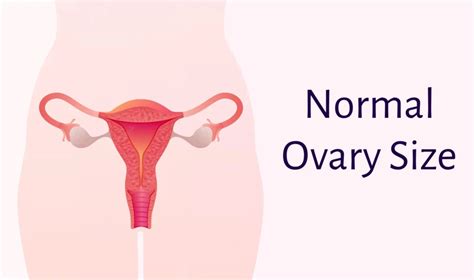 Normal Size of ovary to Get Pregnant - How Important is this?