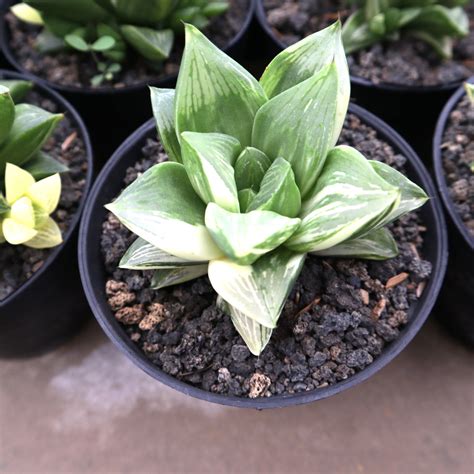 Haworthia Retusa Variegated – Succulentasia