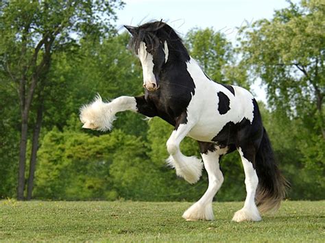 horses hd wallpapers - Buscar con Google | HORSES CABALLOS | Razas de ...