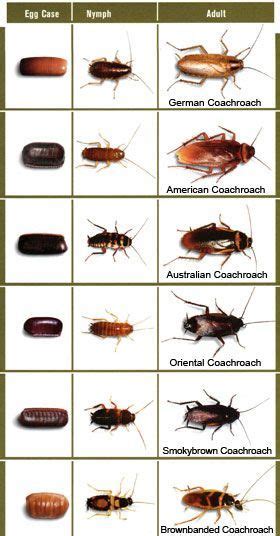 Roach Identification Chart