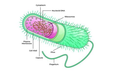 Archaebacteria: Ciri Khas, Habitat Ekstrem, dan Peran Ekologisnya