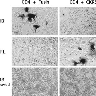 Syncytia Formation by 89.6 env Detected by Methylene Blue Staining QT6 ...