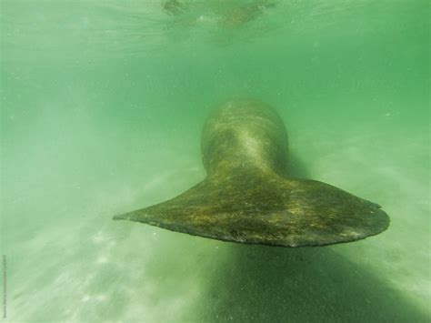 "Manatee Swimming Away" by Stocksy Contributor "Beatrix Boros" - Stocksy