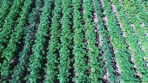 Potato Field Aerial View. Rows of Potatoes in a Field Aerial, Stock Footage