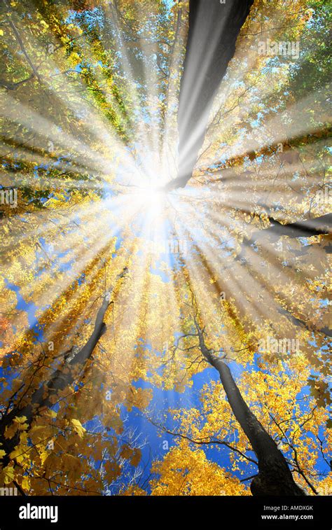 Sun rays in a golden autumn forest Stock Photo - Alamy