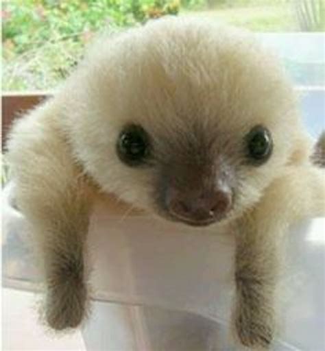 7 Sloth Facts You Probably Didn't Know | Cute baby sloths, Cute animals, Baby sloth