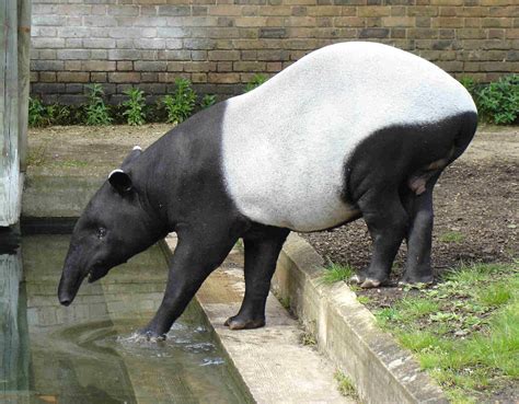 Malayan tapir - Wikipedia