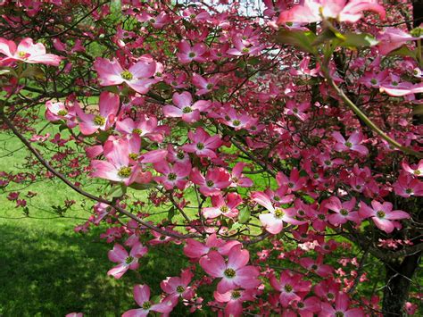 File:Pink-dogwood-tree-flower - West Virginia - ForestWander.jpg - Wikimedia Commons