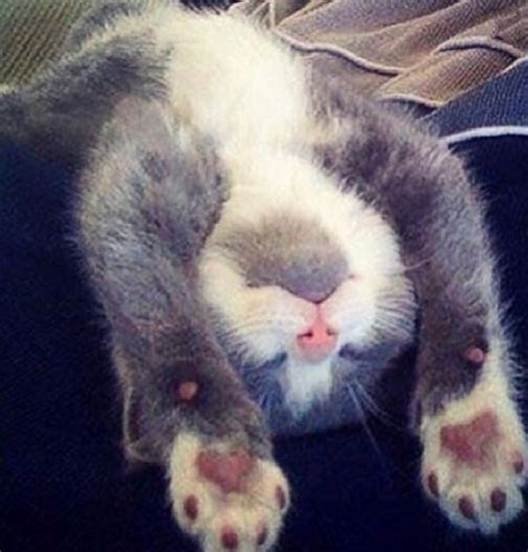 Ten Cats Sleeping in Strange and Uncomfortable Positions