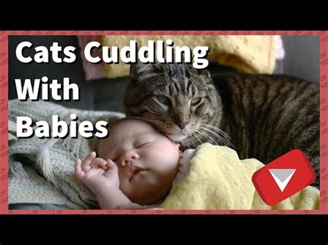 Cats Cuddling With Babies [Cute] (TOP 10 VIDEOS) - YouTube