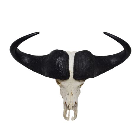 African Cape Buffalo Skull - Taxidermy Mounts for Sale and Taxidermy ...