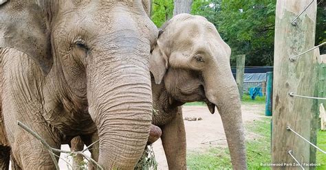 Tell Buttonwood Park Zoo: Send Sad, Tormented Elephant Emily to ...