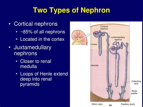 PPT - Renal Physiology PowerPoint Presentation, free download - ID:332876