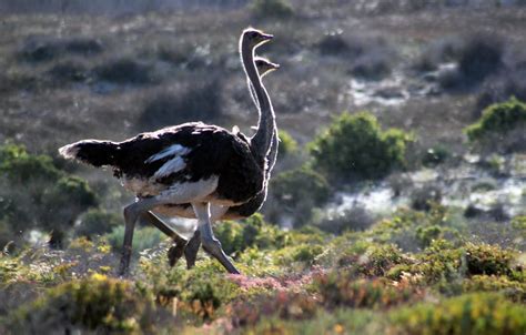 Namaqua National Park, Northern Cape, South Africa | Flickr