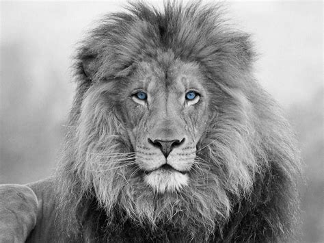 Lion with Blue Eyes Wall Decor Lion Print on Canvas for Interior Home Lion Modern Wall Art Lion ...