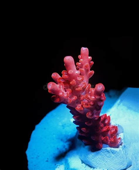 220 Acropora Cervicornis Stock Photos - Free & Royalty-Free Stock ...